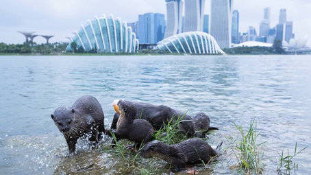 otters